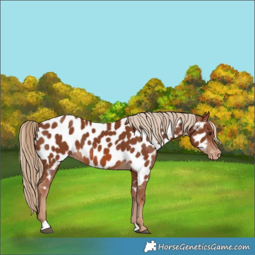 Horse Color:Chestnut Appaloosa 