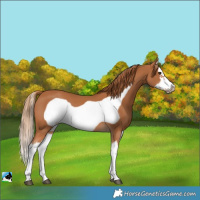 Horse Color:Chestnut Splash Frame 