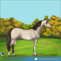 Horse Color:Buckskin Roan Dun Tobiano 