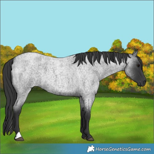 Horse Color:Blue Roan 