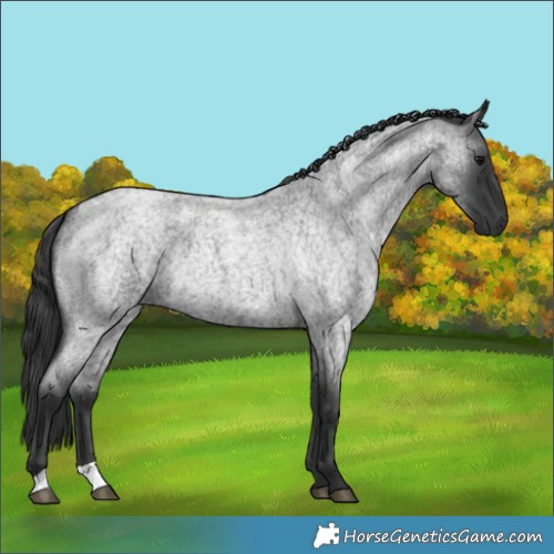 Horse Color:Blue Roan 