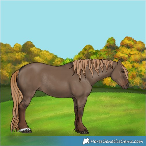 Horse Color:Liver Red Dun Rabicano 