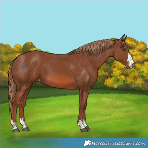 Horse Color:Chestnut Appaloosa 