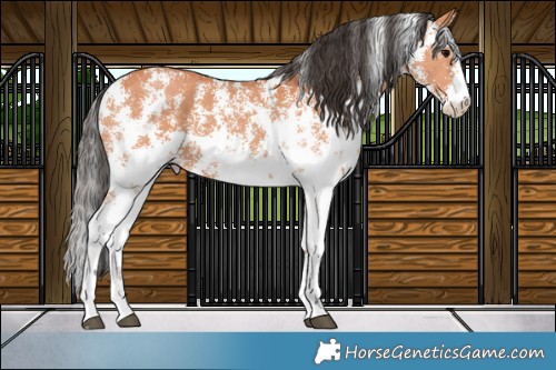 Horse Color:Bay Sabino 