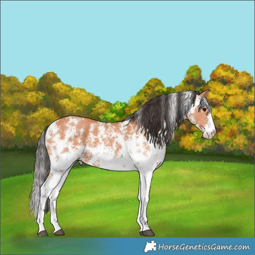 Horse Color:Bay Sabino 