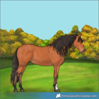 Horse Color:Bay 