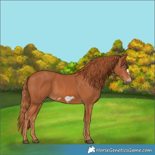 Horse Color:Chestnut Frame 
