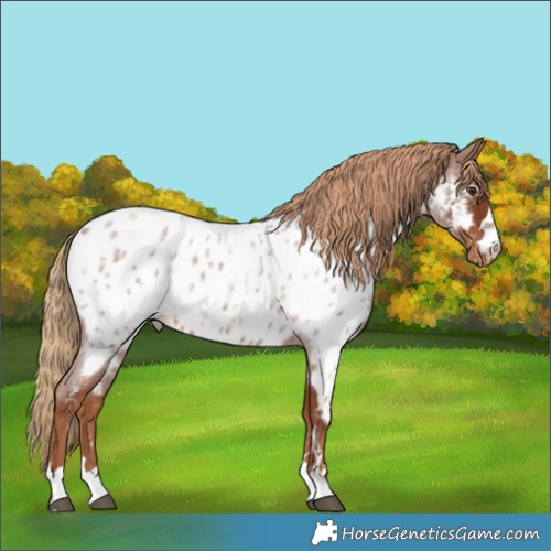 Horse Color:Red Roan Appaloosa 