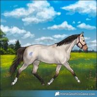 Horse Color:Bay Roan Dun