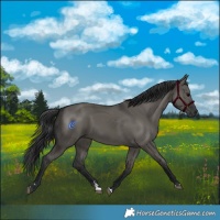 Horse Color:Grullo