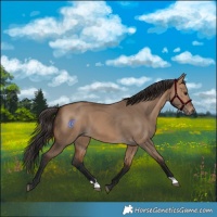 Horse Color:Bay Dun