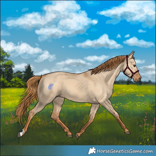 Horse Color:Red Dun 