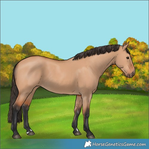Horse Color:Bay Dun 