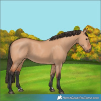 Horse Color:Bay Dun
