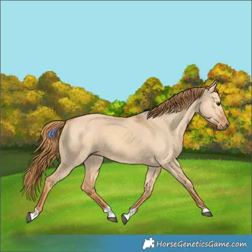 Horse Color:Red Dun 