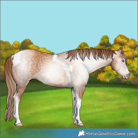 Horse Color:Gray Gold Champagne Tobiano 