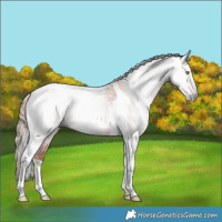 Horse Color:Gray Gold Champagne Tobiano 