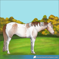 Horse Color:Gray Gold Champagne Tobiano 