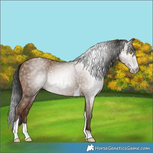 Horse Color:Gray Amber Champagne Tobiano 