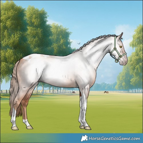 Horse Color:Gray Gold Champagne Tobiano 