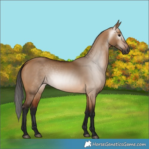 Horse Color:Gray Bay Dun