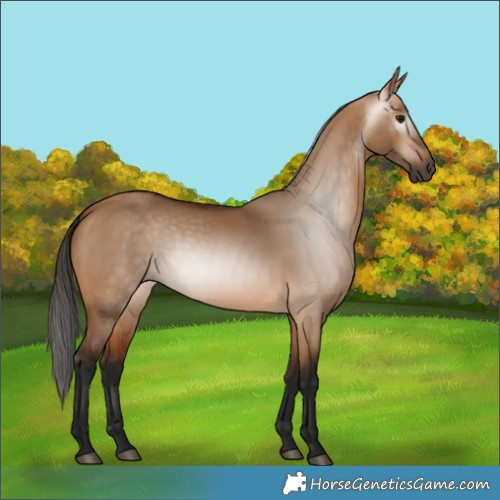 Horse Color:Gray Bay Dun 