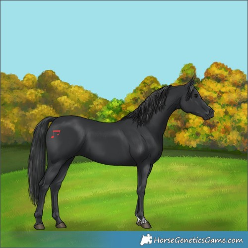 Horse Color:Black and Black