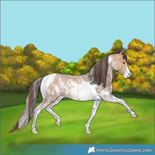 Horse Color:Amber Champagne Sabino Tobiano Appaloosa and Amber Champagne Sabino Tobiano Appaloosa Rabicano