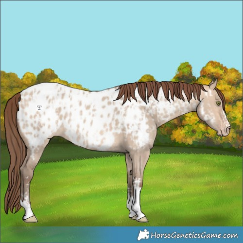 Horse Color:Amber Champagne Dun Sabino Tobiano Appaloosa  and Amber Champagne Dun Sabino Tobiano Appaloosa 