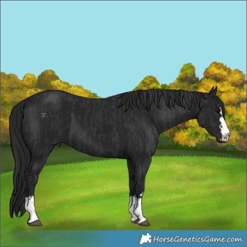 Horse Color:Black  and Gray Black 