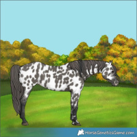 Horse Color:Grullo Appaloosa 