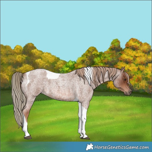 Horse Color:Red Roan Tobiano 