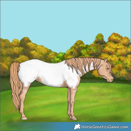Horse Color:Gold Champagne Near Fewspot 