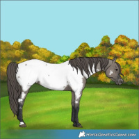 Horse Color:Grullo Near Fewspot