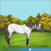 Horse Color:Grullo Roan Near Leopard 
