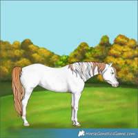 Horse Color:Gold Champagne Near Fewspot 