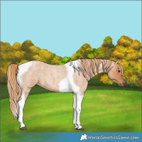 Horse Color:Red Roan Tobiano