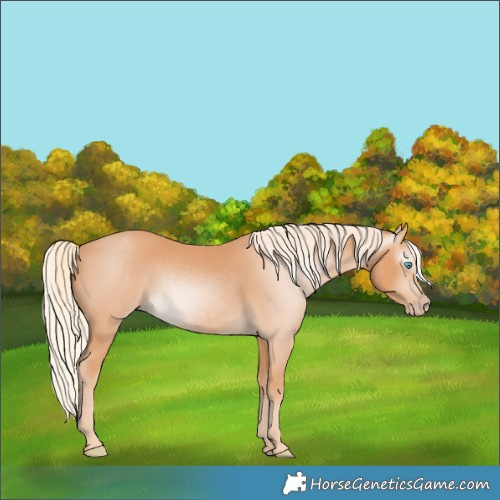 Horse Color:Gray Cremello 