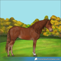 Horse Color:Chestnut 
