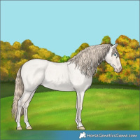 Horse Color:Smoky Creme Roan Dun