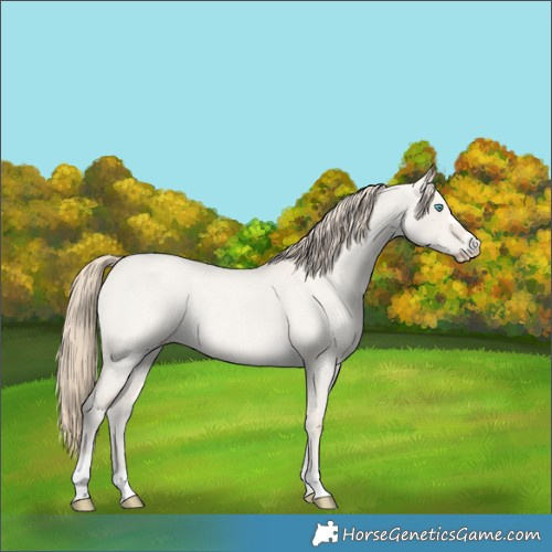 Horse Color:Smoky Creme Roan Dun 