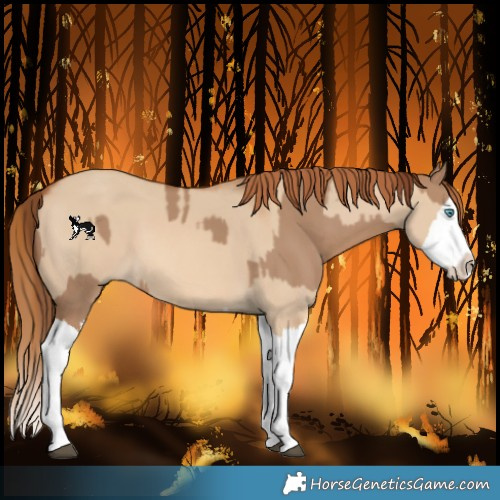 Horse Color:Red Dun Splash  and Red Dun Splash 