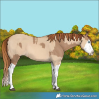 Horse Color:Red Dun Splash and Red Dun Splash