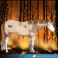 Horse Color:Red Dun Splash and Red Dun Splash