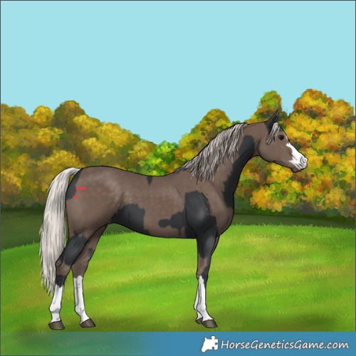 Horse Color:Black  and Silver Black 