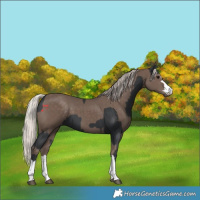 Horse Color:Black and Silver Black