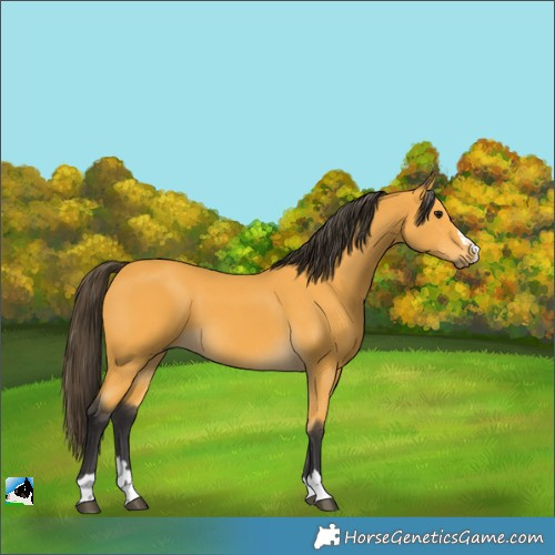 Horse Color:Buckskin 