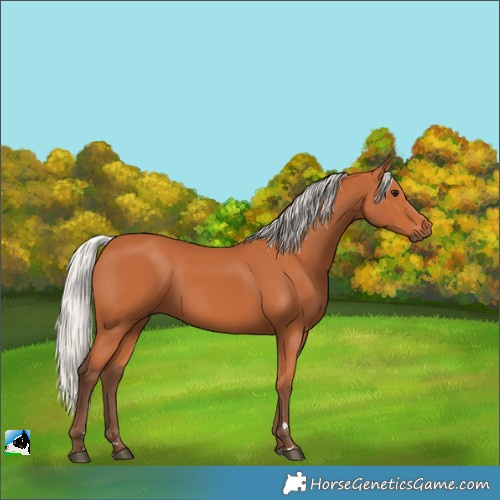 Horse Color:Silver Bay 