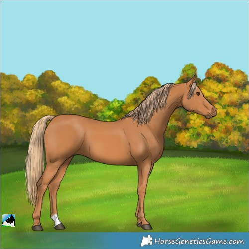 Horse Color:Unknown 