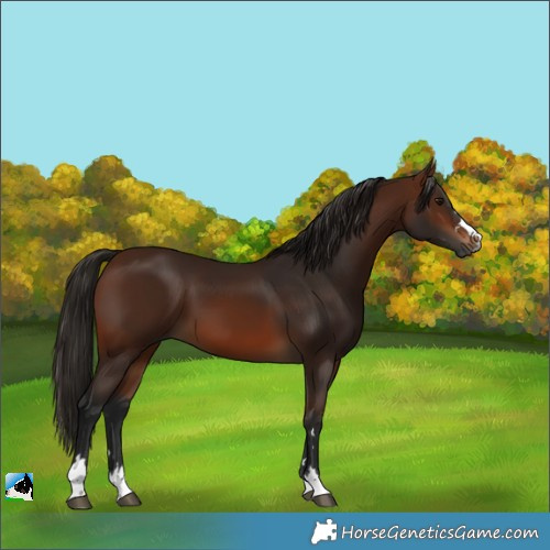 Horse Color:Unknown 